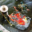 Pond Cleaning Rules