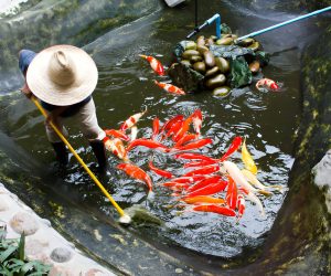 Pond Cleaning Rules