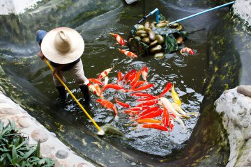 Pond Cleaning Rules