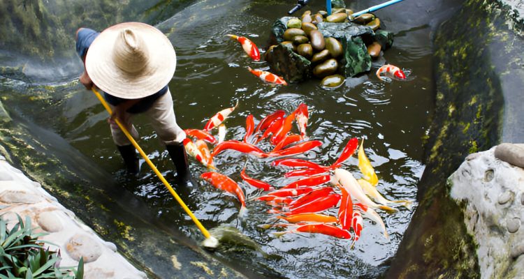 Pond Cleaning Rules