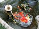 Pond Cleaning Rules